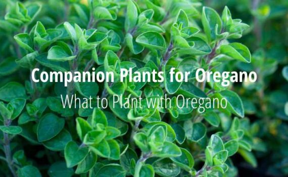 Companion Plants for Oregano [What to Plant with Oregano]