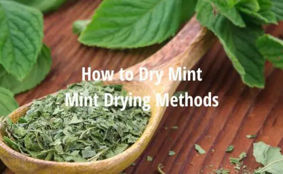 How to Dry Mint [Mint Drying Methods]