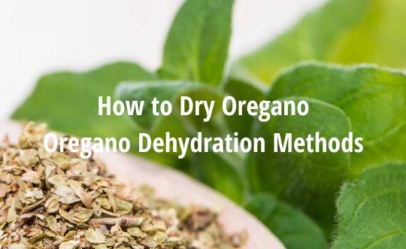 How to Dry Oregano [Oregano Dehydration Methods]