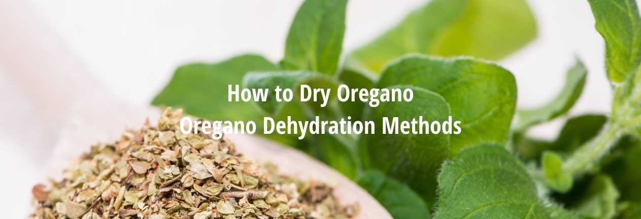 How to Dry Oregano [Oregano Dehydration Methods]