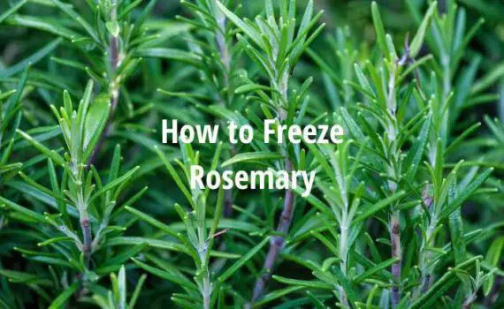 How to Freeze Rosemary