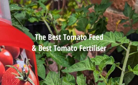 Best Tomato Food