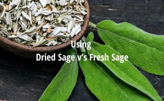 Using Dried Sage vs Fresh Sage