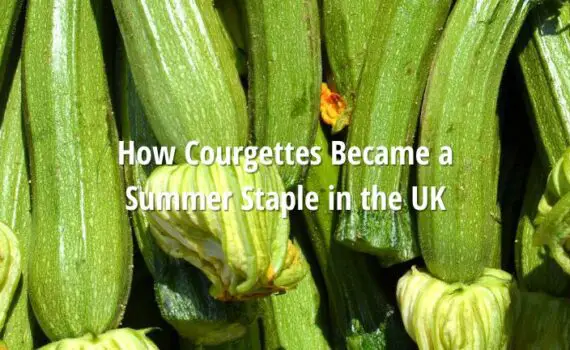 Courgette Summer Staple