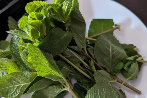 Fresh Mint